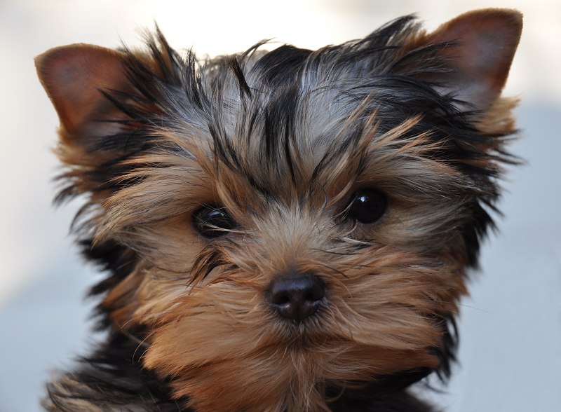 Paco, the newest Yorkie puppy on the block. 12 Weeks Old.